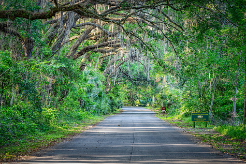 Gainesville, USA - April 27, 2018: HDR Vanishing perspective view on road with tall Southern live oak tree with hanging Spanish moss in Paynes Prairie Preserve State Park, Florida