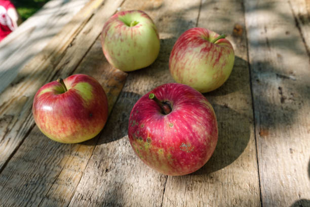istock Red apples in basket on grey wooden background 1175053164