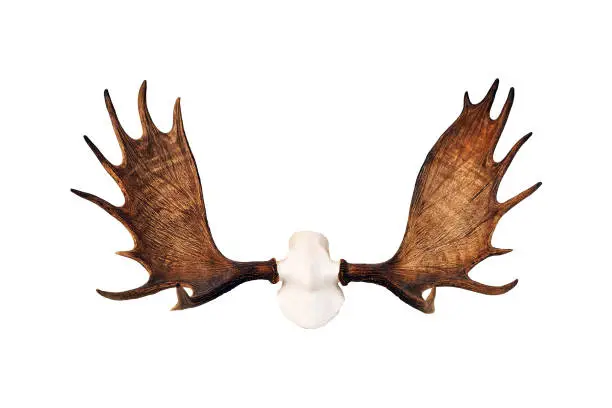 Photo of Moose antlers isolated on white background. Hunting trophy