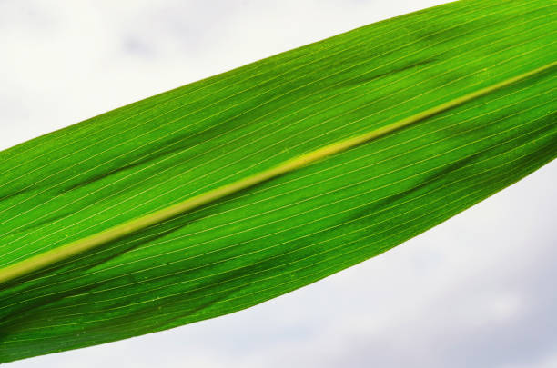 Green leaf of corn against the sky. Selected Varieties for Agriculture.
