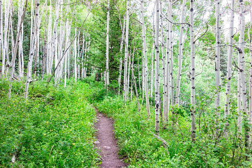 Aspen forest and wildflowers in morning in summer on Snowmass Lake hike trail in Colorado in National Forest park
