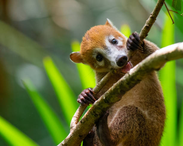 figlarny młody płaszczi - coati zdjęcia i obrazy z banku zdjęć