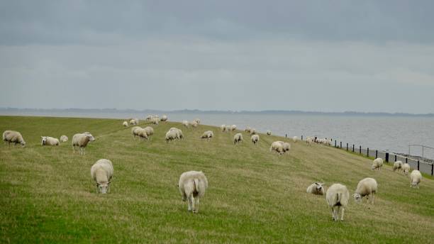 istock Sheeps at a dyke / dike at the North Sea 1175056390