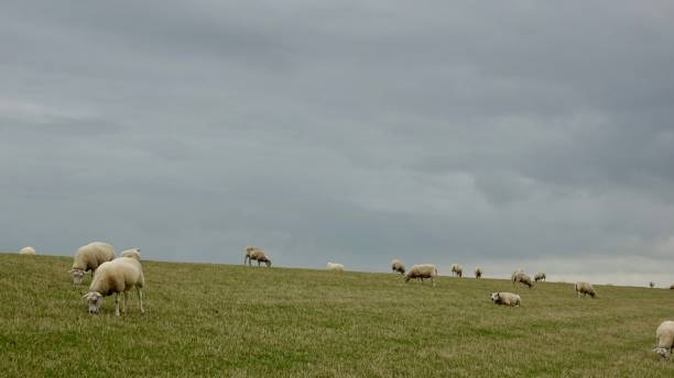 istock Sheeps at a dyke / dike at the North Sea 1175056479