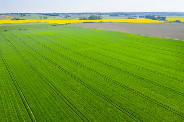 green meadow stock photo