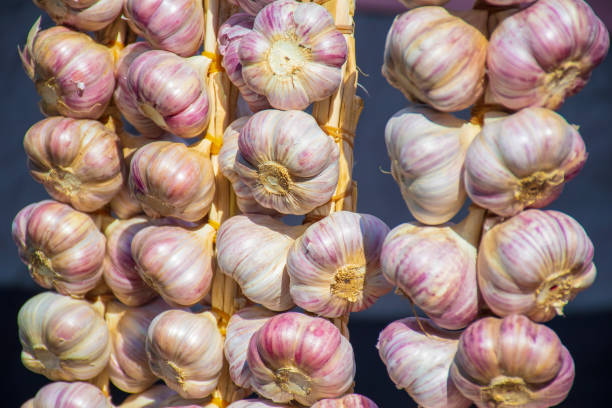 istock Bunch of red garlic 1175057322
