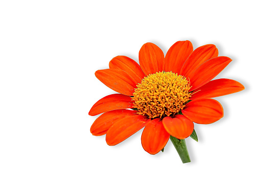 orange mexican sunflower on a white background