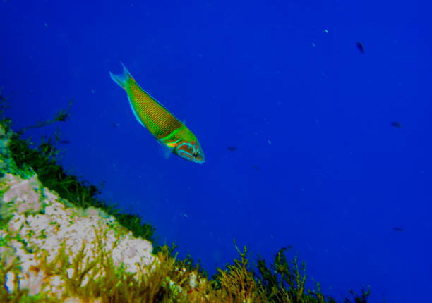 Mediterranean sea in Gozo, Malta