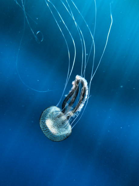 istock purple stinger jellyfish (Pelagia noctiluca) swimming 1175057891
