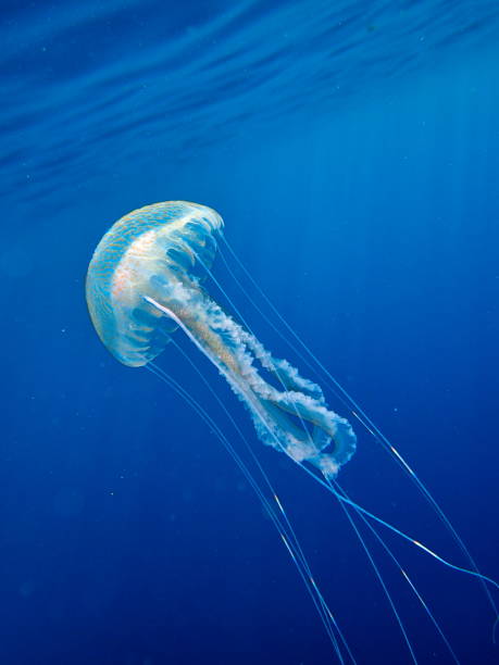istock purple stinger jellyfish (Pelagia noctiluca) swimming 1175057943