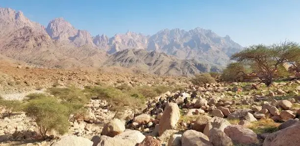 A herd of mountain goat passing through mount Jar, Saudi Arabia.