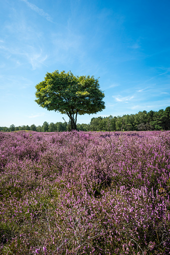 Lone tree in a landscape with flowering heather. Photographed near Hilversum, Netherlands on a sunny day in August.