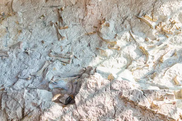 Photo of Quarry visitor center exhibit hall in Dinosaur National Monument Park with closeup of fossils on wall in Utah