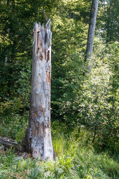 istock trunk of a dead tree with gray bark 1175062975