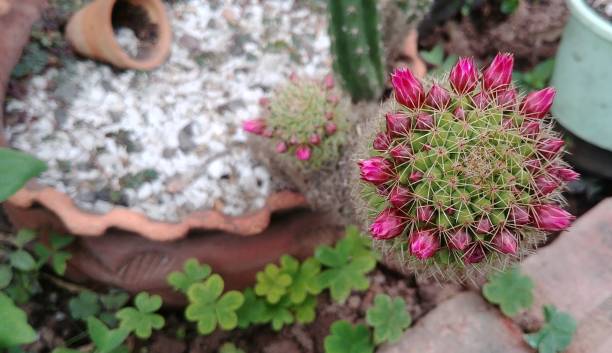 istock The beautiful cactus flower found in a small garden. 1175063591