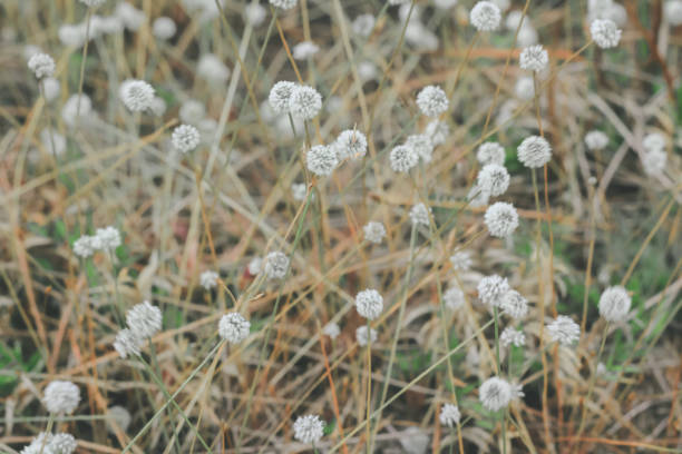 Silver button flower at Phu Kradueng National Park, Loei, Thailand.