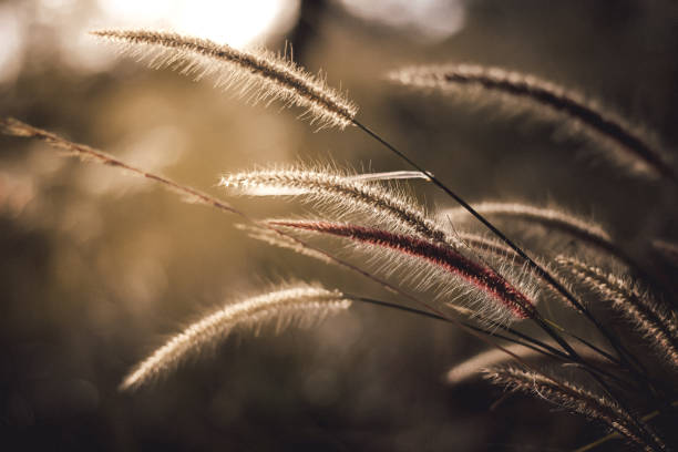 istock grass flowers that lie along the wind that blows through. 1175063980