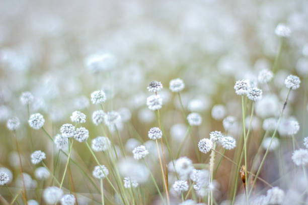 Silver button flower at Phu Kradueng National Park, Loei, Thailand.