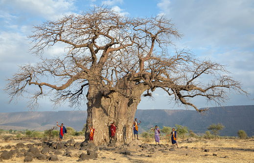 Ngorongoro, Tanzania, 10th September 2019: maasiai warriors at a big Baobab tree
