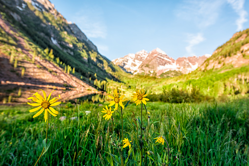 Group of yellow daisy flowers wildflowers in foreground view of Maroon Bells lake sunrise in Aspen, Colorado