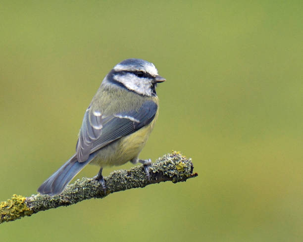 istock Nuthatch, Marsh Tit, Chiffchaff and Blue Tit in flight and perching 1175064671