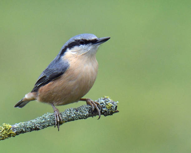 istock Nuthatch, Marsh Tit, Chiffchaff and Blue Tit in flight and perching 1175064675
