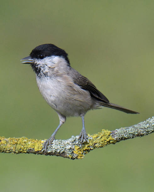 istock Nuthatch, Marsh Tit, Chiffchaff and Blue Tit in flight and perching 1175065379