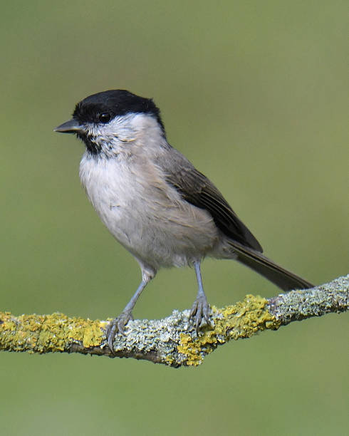 istock Nuthatch, Marsh Tit, Chiffchaff and Blue Tit in flight and perching 1175065562