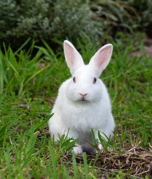 White Bunny Rabbit on Green Grass stock photo