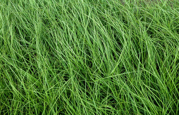 istock Green grassland with outdoor low lighting. 1175065796