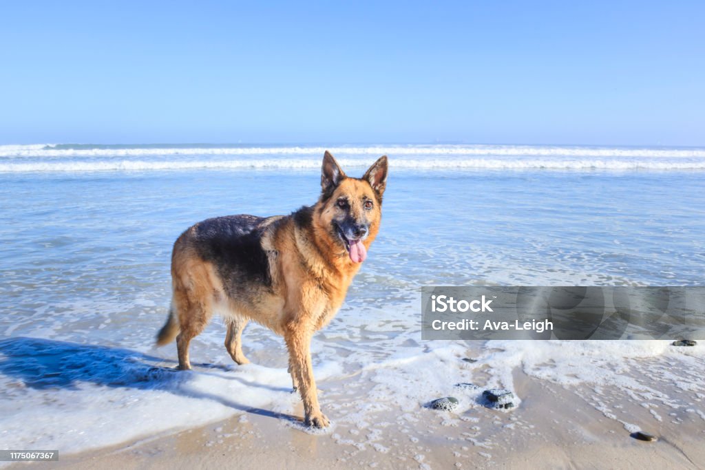 German Shepherd dog playing on the beach, Cape Town, South Africa, Milnerton Beach Beach Stock Photo