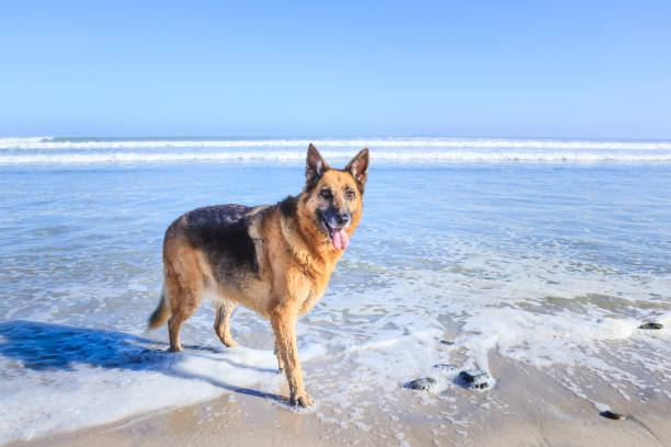 german shepherd dog playing on the beach, cape town, south africa, milnerton beach - milnerton imagens e fotografias de stock