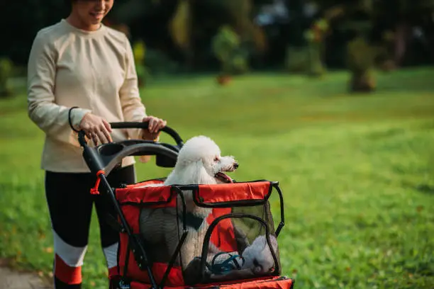Photo of Asian Chinese female putting her dog in troller and walk thru public park during morning