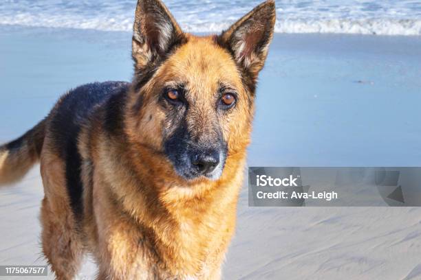 German Shepherd Dog Playing On The Beach Cape Town South Africa Milnerton Beach Stock Photo - Download Image Now