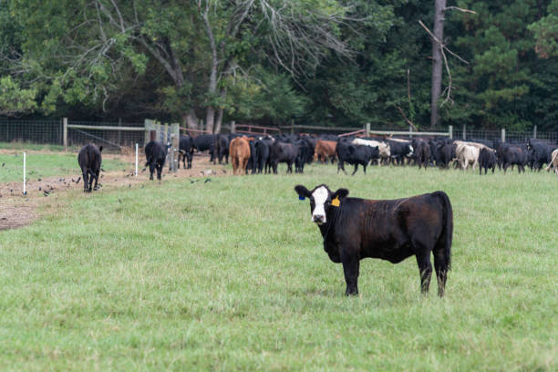 istock Black baldy in front of herd 1175067684