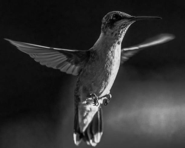 istock BW hummingbird portrait 1175067698
