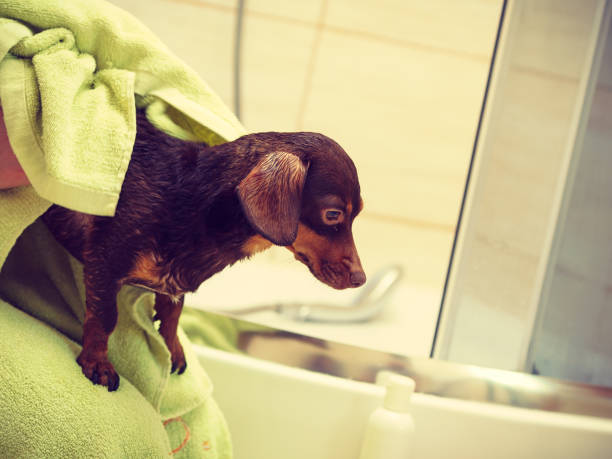 istock Woman drying dachshund after shower 1175068416