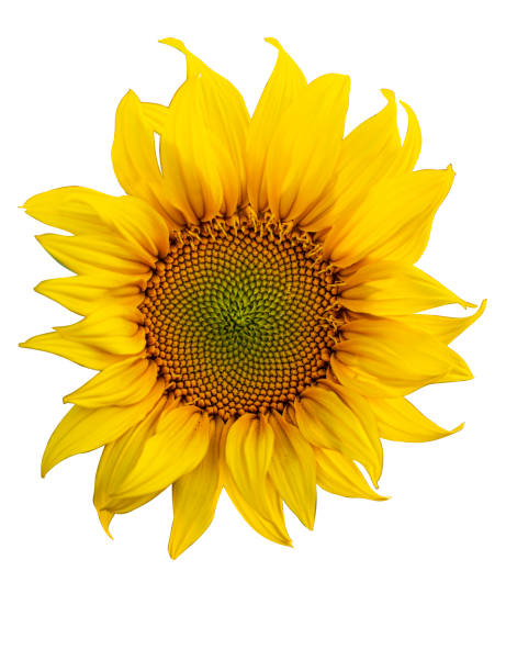 istock Yellow Sunflower Flower. Closeup Isolated on White Background 1175068430