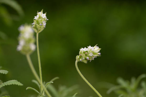 istock Lavender flower on green blurred background. Bokeh effect. Selective focus 1175068529