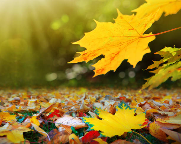 istock Yellow autumn maple leaves isolated on sunny background. 1175068826