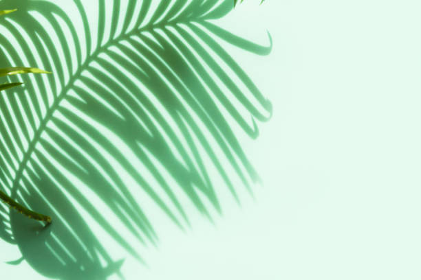 istock Creative floral pattern flat lay abstract background shadow of palm leaves on a colored background.color neo mint 1175069238