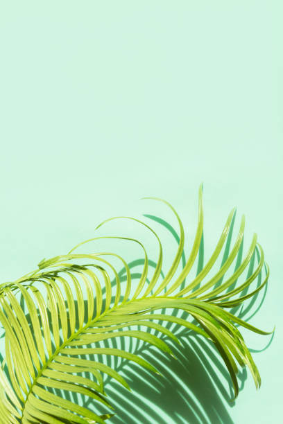 istock Creative floral pattern flat lay abstract background shadow of palm leaves on a colored background.color neo mint 1175069274