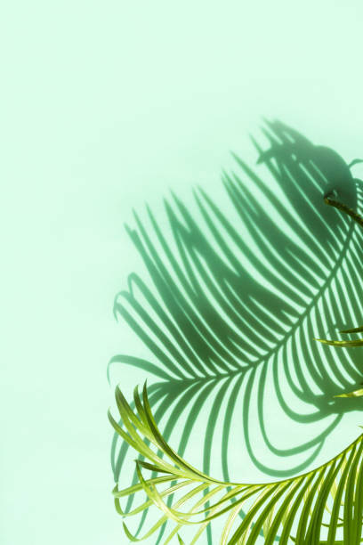 istock Creative floral pattern flat lay abstract background shadow of palm leaves on a colored background.color neo mint 1175069297