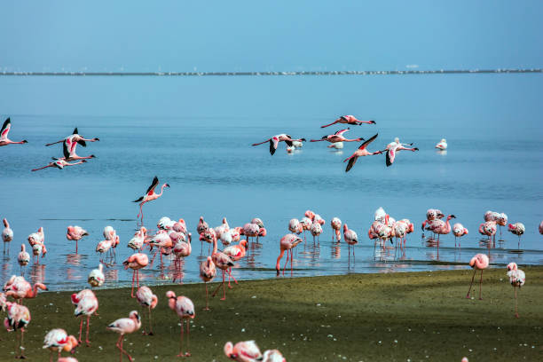 istock White-pink flamingos are reflected in water 1175072290