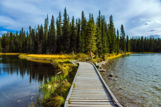 istock Wooden walkways 1175072381