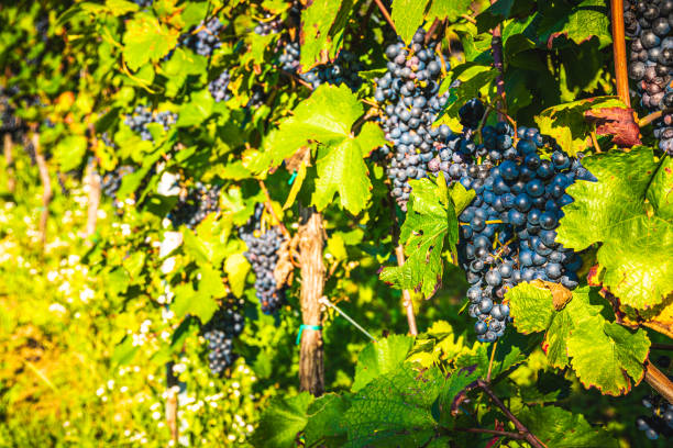 istock Red grapes on vineyard over bright green background. Autumn sun 1175073379
