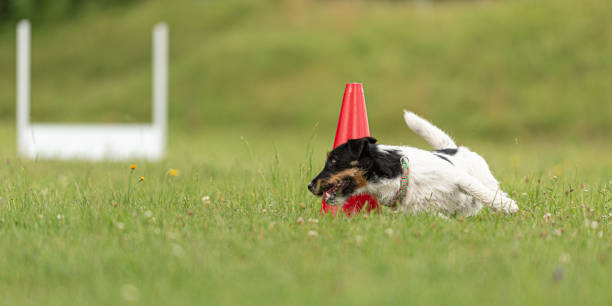 istock Small Jack Russell Terrier dog runs around a pylon 1175073485
