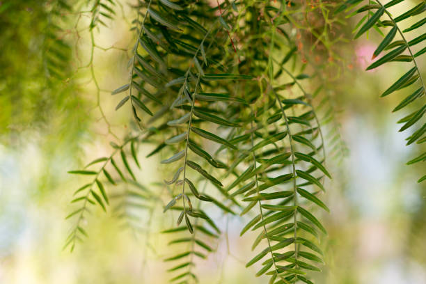 salice babilonese - salix babylonica - 16191 foto e immagini stock