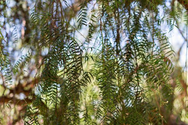 salice babilonese - salix babylonica - 16193 foto e immagini stock