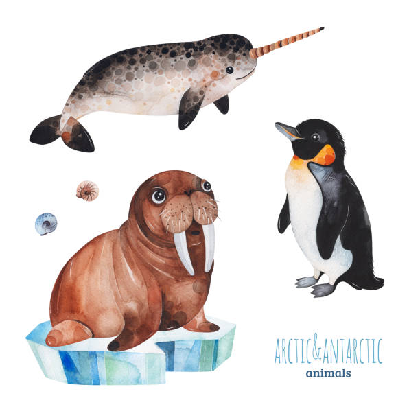 aquarell-set mit niedlichen pinguin, narwal und walross - eisberg eisgebilde stock-grafiken, -clipart, -cartoons und -symbole